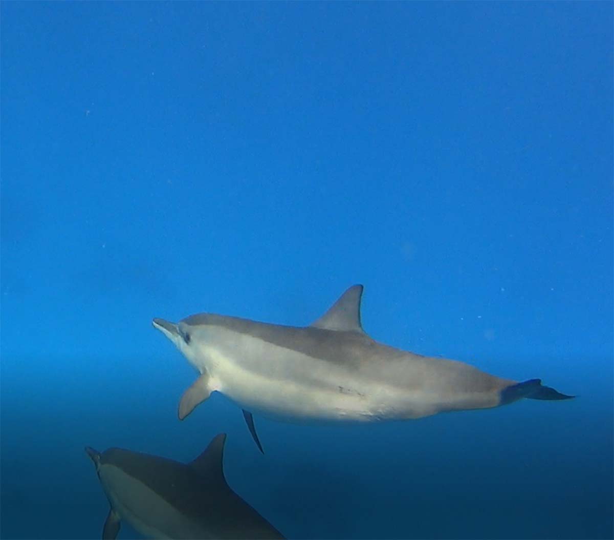 Delphin Delphin